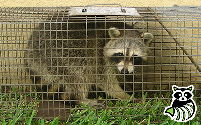 Verona trapping